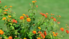 Wandelröschen (3).jpg